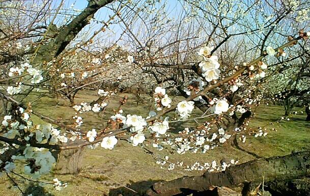 Plum blossoms in Misato-Machi