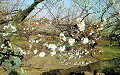 Plum blossoms in Misato-machi