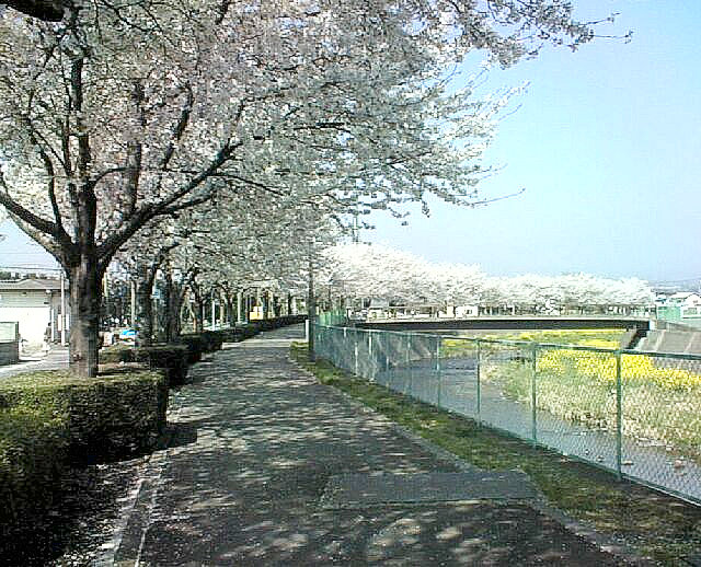 Cherry blossoms along the Momonoki River