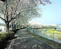Cherry blossoms long the Momonoki river
