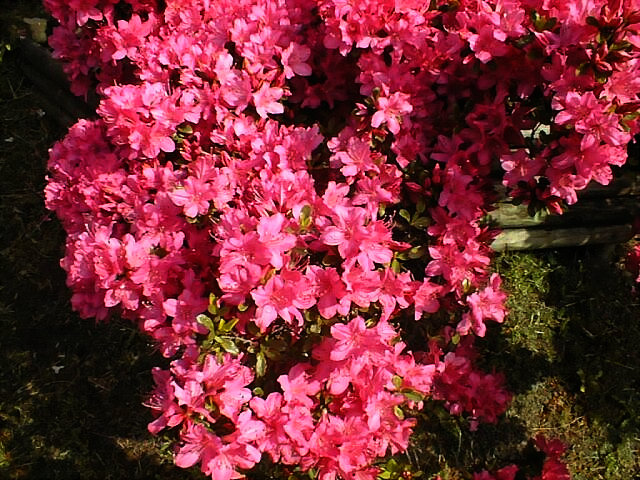 Azalea in Shikishima Waterworks