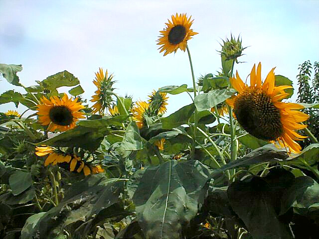 Sunflowers in Maebashi City