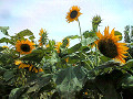Sunflowers in Maebashi city