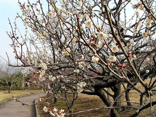 Plum blossoms in Kiryu Southern Park