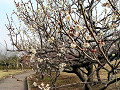 Plum blossomn in Kiryu Southern Park