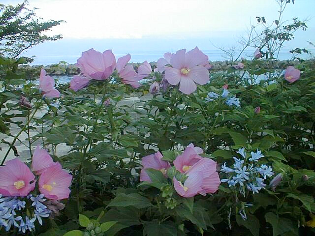 Wild Hollyhock at the Sea of Japan