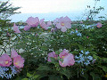 Wild hollyhock at the Sea of Japan