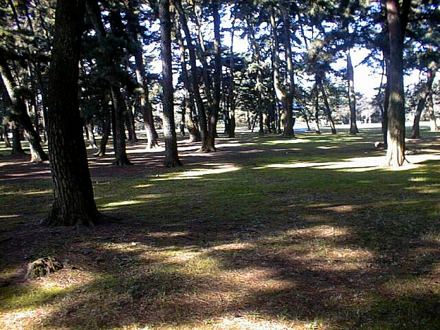 Pine trees at Shikishima-koen Park