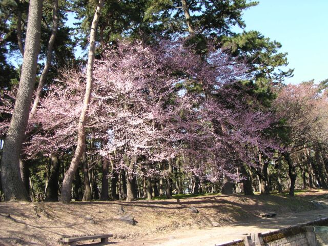 Cherry Blossoms in Shikishima-koen Park