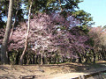 Cherry blossoms in Shikishima-koen Park