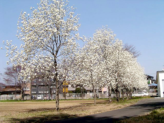 Yulan blossoms in full bloom at Aramaki Campus