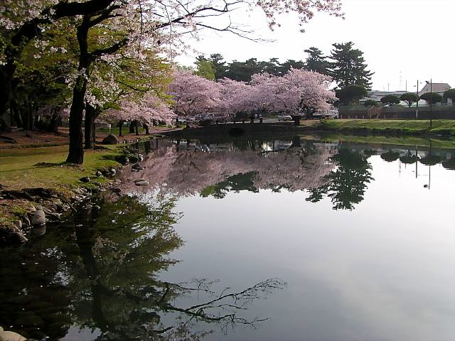 Cherry blossoms in Shikishima-koen Park