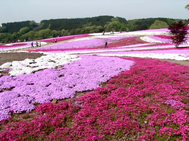 Moss Pink at Shibazakurakoen Park in Misato