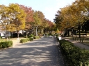 Autumn trees in Aramaki campus