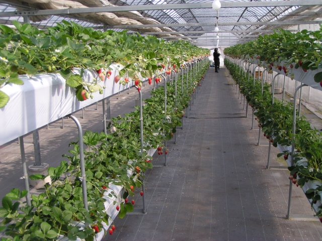 Strawberry picking in Akagi