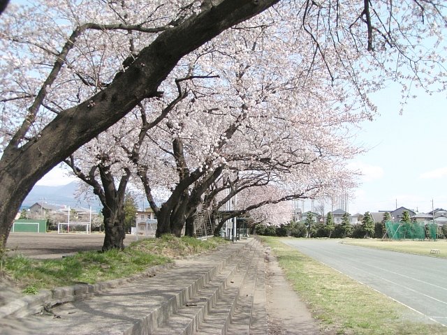 Cherry Blossoms in Aramaki Campus