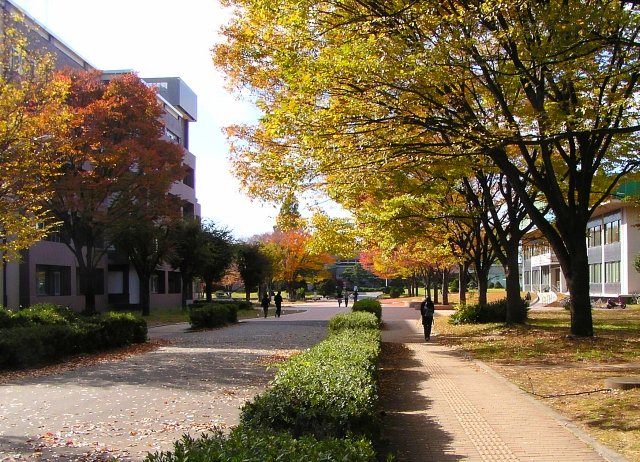 Autumn Leaves in Aramaki Campus