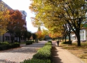 Autumn leaves in Aramaki Campus