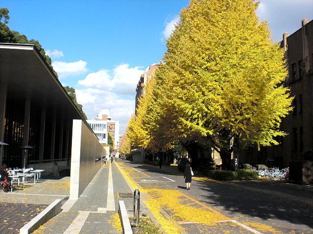 Ginkgo trees