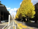 Ginkgo treen in Tokyo Univ.