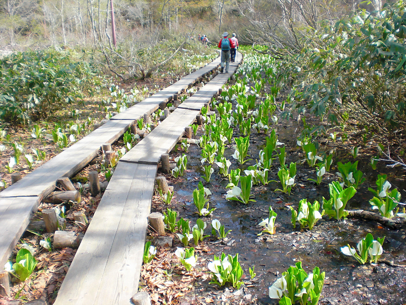 Asian skunk cabbage flowers in Oze.