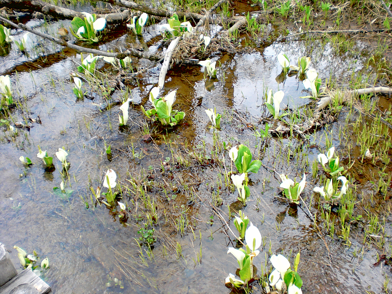 Asian skunk cabbage flowers