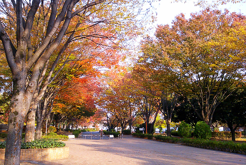 Colored trees in Aramaki Campus