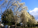 Yulan blossoms in Aramaki Campus