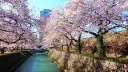 Cherry blossoms in Maebashi Koen Park