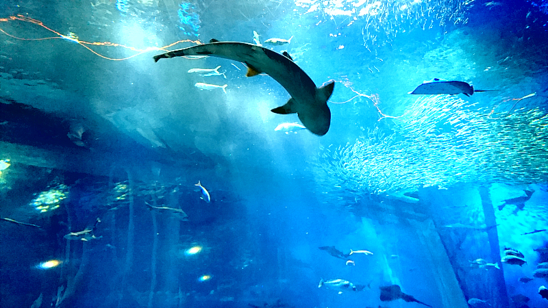 An acquarium in Oarai, Ibaraki Prefecture